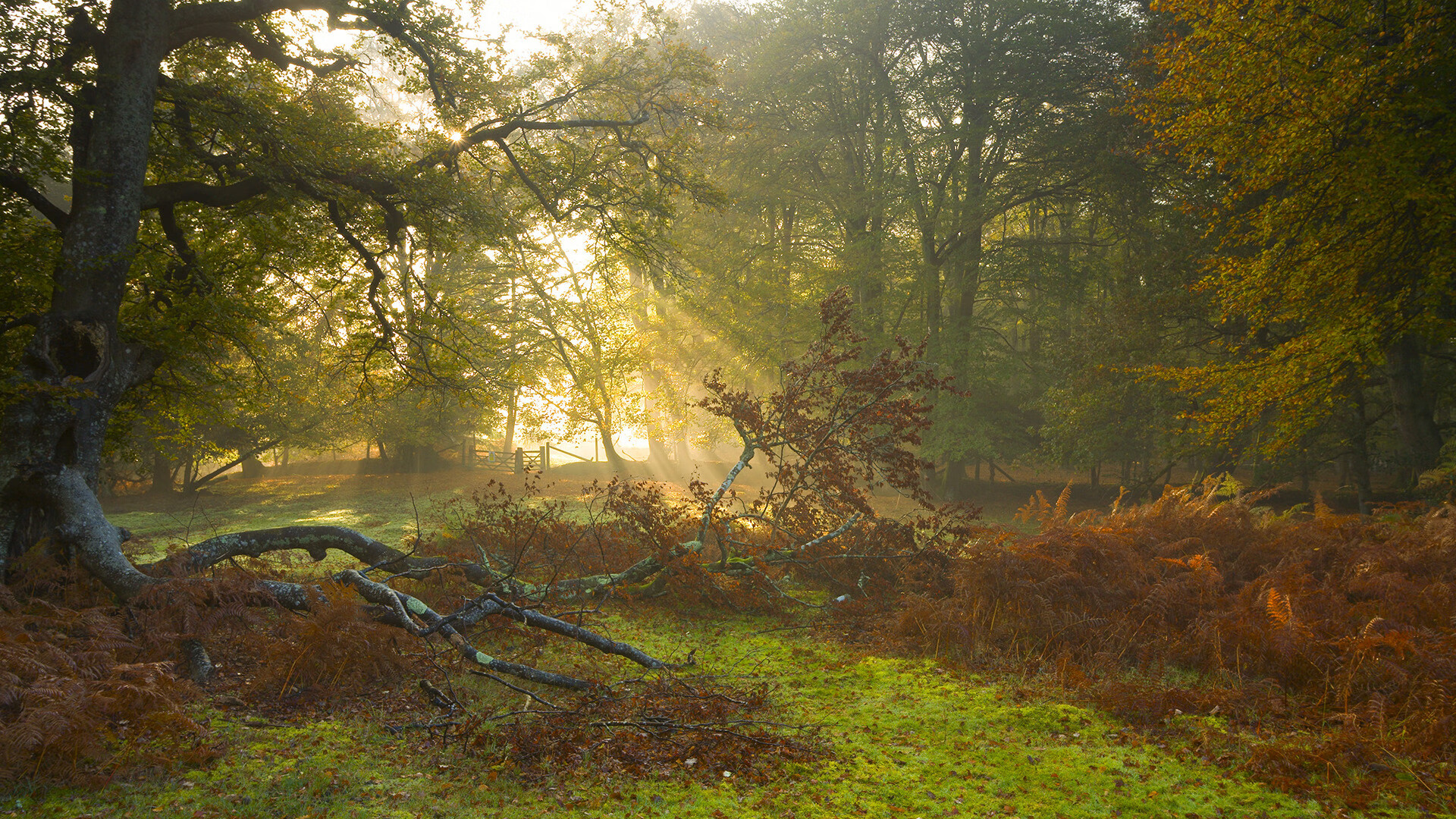 掘金对阵灰熊，约基奇个人能力的完美交响曲